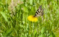 Fluginsekten, Neuflügler - Schmetterlinge  Westlicher Tigerschwalbenschwanz_Papilio canadensis_Canadian Tiger Swallowtail 05.JPG