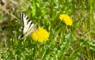 Fluginsekten, Neuflügler - Schmetterlinge  Westlicher Tigerschwalbenschwanz_Papilio canadensis_Canadian Tiger Swallowtail 07.JPG