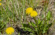 Fluginsekten, Neuflügler - Schmetterlinge  Westlicher Tigerschwalbenschwanz_Papilio canadensis_Canadian Tiger Swallowtail 09.JPG