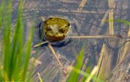 Froschlurche, Echte Froesche - Erdkroete_Bufo bufo_ Common Toad 04.JPG