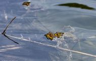 Froschlurche, Echte Froesche - Erdkroete_Bufo bufo_ Common Toad 07.JPG