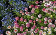Gärten & Parks - Blumenbeete Bunte Mischung 05.JPG