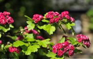Gärten & Parks - Blumenbeete Bunte Mischung 46.JPG