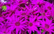 Gärten & Parks - Staudenpflanzen Gerbera 05.JPG