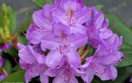 Gärten & Parks - Staudenpflanzen Rhododendron mit hellvioletten Blüten 6.JPG