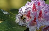 Gärten & Parks - Staudenpflanzen Rhododendron mit weißen Blüten 02.JPG