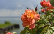 Gärten & Parks - Staudenpflanzen Rosen mit lachsfarbenen Blüten 02.JPG