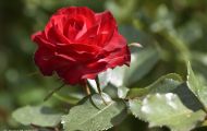 Gärten & Parks - Staudenpflanzen Rosen mit roten Blüten 14.JPG