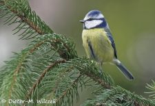 Heimische Gartenvögel - Blaumeise.JPG
