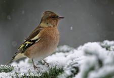 Heimische Gartenvögel - Buchfink.JPG