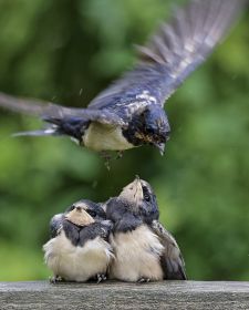 Native Birds of Britain - Swallow.JPG