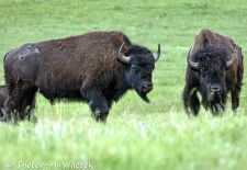 North American Bison - Bison, Custer State Park.JPG