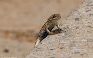 Reptilien, Echsen - Westlicher Zaunleguan_Sceloporus graciosus_Sagebrush Lizzard 04.JPG