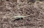 Reptilien, Echsen - Wüstenstachelleguan_Sceloporus occidentalis_Western Fence Lizzard 03.JPG
