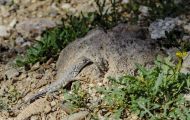 Reptilien, Echsen - Zebraschwanzleguan_Callisaurus draconoides_Zebratail Lizzard 02.JPG