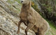 Tiere, Säugetiere - Huftiere  Dickhornschafwidder_Ovis canadensis_Bighorn Sheep 02.JPG
