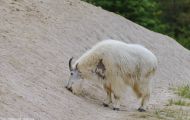 Tiere, Säugetiere - Huftiere  Schneeziege_Oreamnos americanus_Mountain Goat 03.JPG