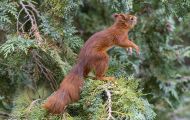 Tiere, Säugetiere - Nagetiere  Europäisches Eichhörnchen_Sciurus vulgaris_Eurasian Red Squirrel 02.JPG