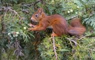 Tiere, Säugetiere - Nagetiere  Europäisches Eichhörnchen_Sciurus vulgaris_Eurasian Red Squirrel 03.JPG