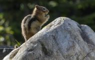 Tiere, Säugetiere - Nagetiere  Goldmantel-Ziesel_Spermophilus lateralis_Golden-mantled Ground Squirrel 06.JPG