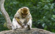 Tiere, Säugetiere - Primaten  Magot (Berberaffe)_Macaca sylvanus_Barbary Ape 02.JPG