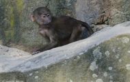 Tiere, Säugetiere - Primaten  Pavian_Papio_Baboon 08.JPG