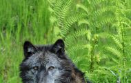 Tiere, Säugetiere - Raubtiere  Amerikanischer Grauwolf_Canis lupus lycaon_Timberwolf 05.JPG