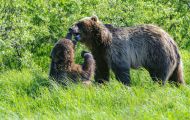 Tiere, Säugetiere - Raubtiere  Braunbär_Ursus arctos_Brown (Grizzly) Bear 15.JPG