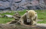 Tiere, Säugetiere - Raubtiere  Eisbär_Ursus maritimus_Polar Bear 06.JPG