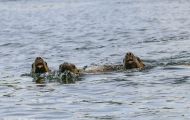 Tiere, Säugetiere - Raubtiere  Stellerscher Seelöwe_Eumetopias jubatus_ Steller's Sea Lion 04.JPG