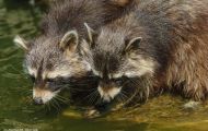 Tiere, Säugetiere - Raubtiere  Waschbär_Procyon lotor_Raccoon 07.JPG