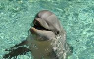 Tiere, Säugetiere -Zahn- & Bartenwale  Großer Tümmler_Tursiops truncatus_Bottle-Nosed Dolphin 01.JPG