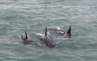 Tiere, Säugetiere -Zahn- & Bartenwale  Schwertwal_Orcinus Orca_Killer Whale 04.JPG