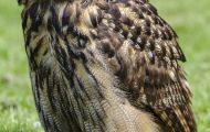 Tiere, Vögel - Eulen   Uhu_bubo bubo_Eurasian Eagle Owl 03.JPG