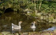 Tiere, Vögel - Gänsevögel  Graugans_Anser anser_Western Greylag Goose 07.JPG