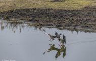 Tiere, Vögel - Gänsevögel  Graugans_Anser anser_Western Greylag Goose 17.JPG