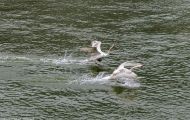 Tiere, Vögel - Gänsevögel  Höckerschwan_Cygnus olor_Mute Swan 03.JPG
