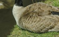Tiere, Vögel - Gänsevögel  Kanadagans_Branta canadensis_Canada Goose 14.JPG