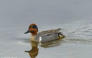 Tiere, Vögel - Gänsevögel  Nordamerikanische Krickente_Anas carolinensis_Green-Winged Teal 02.JPG