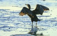 Tiere, Vögel - Gänsevögel  Ohrenscharbe_Phalacrocorax auritus_Double-crested Cormorant 04.JPG