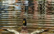 Tiere, Vögel - Gänsevögel  Stockente_Anas platyrhynchos_Mallard 04.JPG
