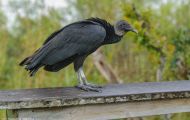 Tiere, Vögel - Greifvögel Rabengeier_Coragyps atratus_Black Vulture 01.JPG