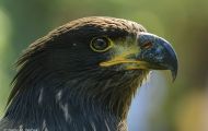 Tiere, Vögel - Greifvögel Steinadler_Aquila chrysaetos_Golden Eagle 03.JPG