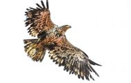 Tiere, Vögel - Greifvögel Weißkopfseeadler_Haliaeetus leucocephalus_Bald Eagle 09.JPG