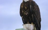Tiere, Vögel - Greifvögel Weißkopfseeadler_Haliaeetus leucocephalus_Bald Eagle 15.JPG