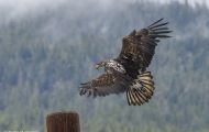 Tiere, Vögel - Greifvögel Weißkopfseeadler_Haliaeetus leucocephalus_Bald Eagle 21.JPG