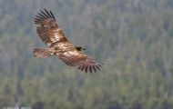 Tiere, Vögel - Greifvögel Weißkopfseeadler_Haliaeetus leucocephalus_Bald Eagle 23.JPG