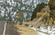 Tiere, Vögel - Hühnervögel Truthuhn_Meleagris gallopavo_Wild Turkey 01.JPG