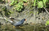 Tiere, Vögel - Kranichvögel  Teichralle_Gallinula chloropus_Common Moorhen 03.JPG