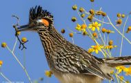 Tiere, Vögel - Kuckucksvögel - Wegekuckuck_Geococcyx californianus_Greater Roadrunner 02.JPG